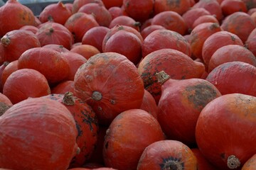 A lot of colorful Hokkaido Pumpkins closeup