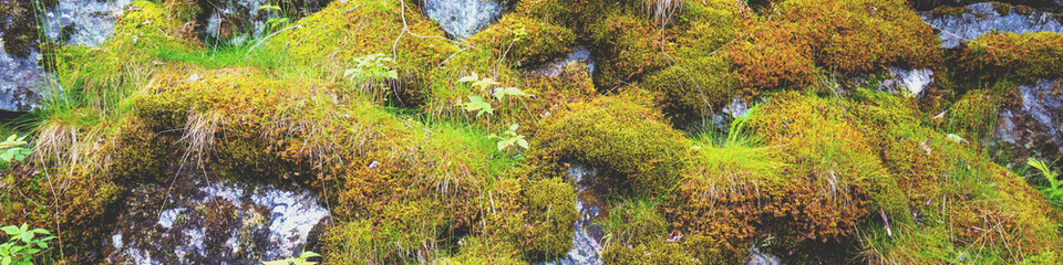 Rock covered with moss. Wild nature background