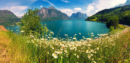 Chamomile flowers on the shore of lake Oppstrynsvatnet. Beautiful nature of Norway. Oppstryn, Norway