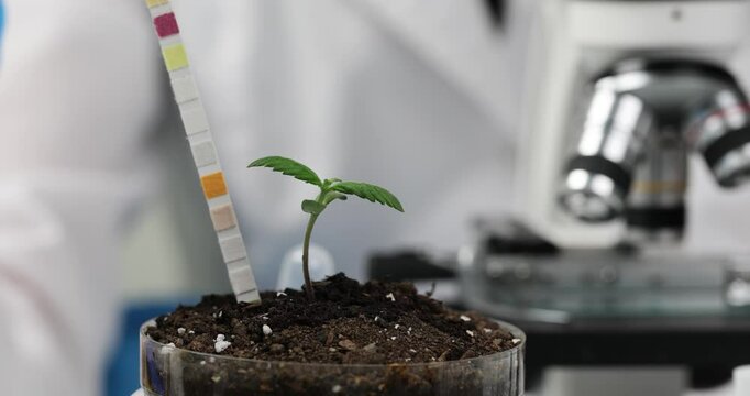 Laboratory assistant puts acidity indicator into soil with plant growing against fuzzy microscope. Scientist examines soil acidity for marijuana