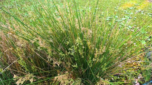 Juncus Effusus at Botanical Gardens