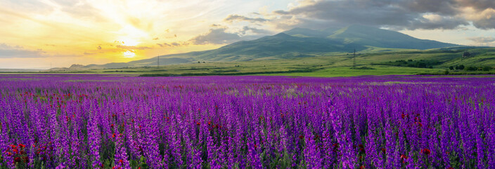 A field full of purple flowers