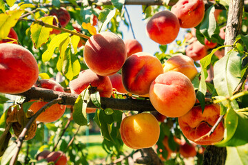 Ripe peaches on a branch in an orchard. Nature background. Harvest of ripe peaches