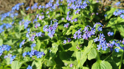 Blooming wild blue myosis or forget me not in early spring season