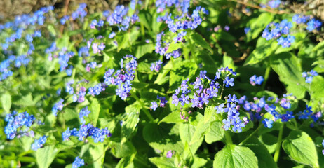 Blooming wild blue myosis or forget me not in early spring season
