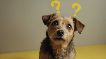 Cute Confused-Looking Dog with Question Marks