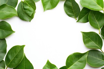 Fototapeta premium Green leaves frame on white background. Flat lay, top view.