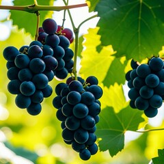 grape vine, with its abundant fruit