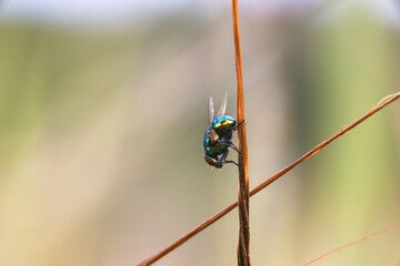 Housefly Perched on Bush Branch