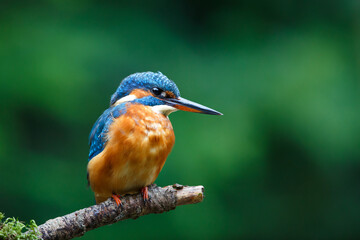 Common European Kingfisher (Alcedo atthis) sitting on a branch above a pool to catch a fish in the forest in the Netherlands with a green background