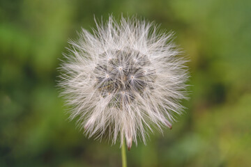 Dandelion Flower in Full Bloom
