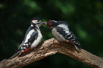 Great Spotted Woodpecker ( Dendrocopos major) Father and child. The male is feeding the juvenile sitting on a branch in the forest of Noord Brabant in the Netherlands. 