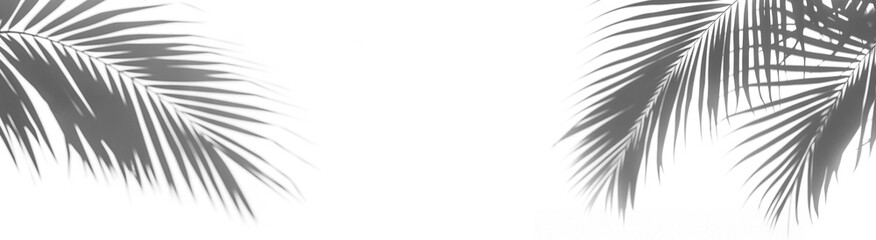 Obraz premium Tropical palm leaf shadows, cut out