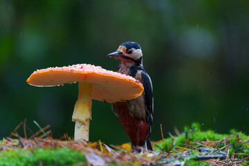 Great Spotted Woodpecker ( Dendrocopos major) between mushrooms searching for food in the autumn in the forest of Noord Brabant in the Netherlands. 