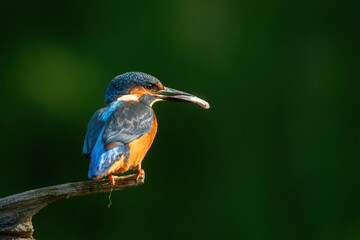 Common European Kingfisher (Alcedo atthis) sitting on a branch above a pool to catch a fish in the forest in the Netherlands with a green background