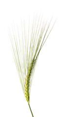 Fototapeta premium Barley ear