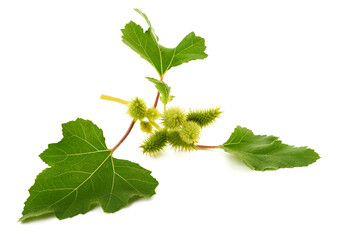 Rough cocklebur