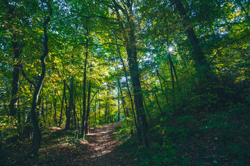 green forest,  nature background