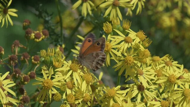 Gatekeeper butterfly (Pyronia tithonus) feeding on Ragwort flowers (Senecio jacobaea) before flying away. August, Kent, UK [Slow motion x5]