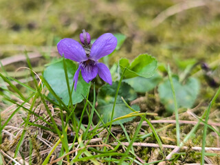 blooming violets growing in the grass