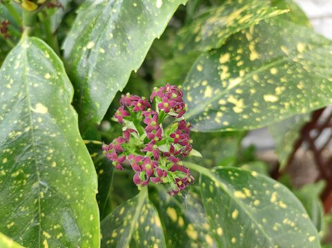 blooming Japanese aucuba bush close up
