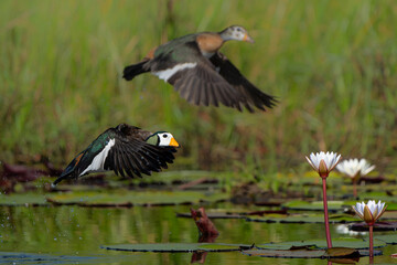 African pygmy goose (Nettapus auritus). This very small goose is flying in a lily field in the Chobe River in Botswana