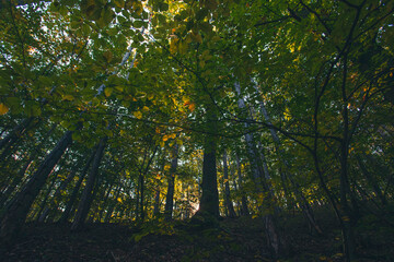 green forest in summer time