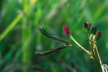 Mimosa pudica flower bud