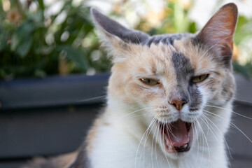 Adorable tricolor cat yawning with mouth open