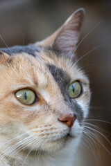 Close-up of a tricolor cat's face.