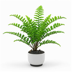 Obraz premium tree in a pot