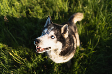 10 year old husky dog ​​with different colored eyes on a green field on a summer day, close-up photo. © Dmitri