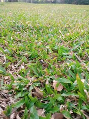 grass in the garden