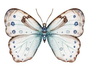 Butterfly Polyphemusand watercolor illustrations. Drawing of insect with light blue Wings on isolated background. Hand drawn clip art of Morpho for cards and icons. Vintage aquarelle sketch of animal.