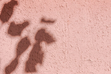 Shadow Leaf on Cement Background, Abstract Light Pink on Wall, Overlay Plant on Cement Concrete Backdrop
