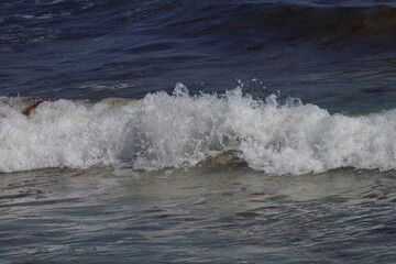 australian sea lion