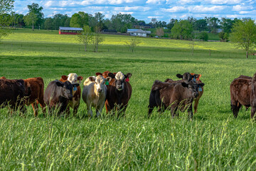 Stocker cattle in rye grass spring pasture