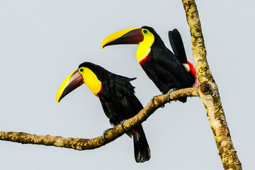 Black-mandibled toucan (Ramphastos ambiguus) pair perched in a tree, Costa Rica.