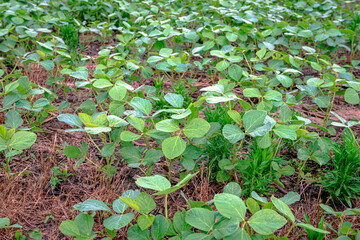 Naklejka premium Young soybean plant background