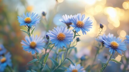 Symphyotrichum oblongifolium October Skies, an aromatic aster, boasts captivating blue flowers.