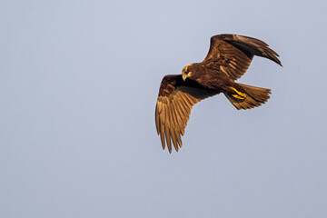 Rohrweihe im Flug