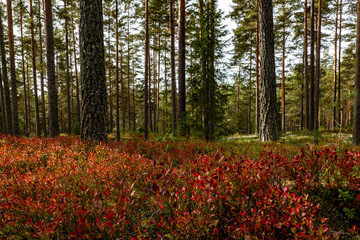 Magical fairytale  pine forest in autumn.. Forest therapy and stress relief.