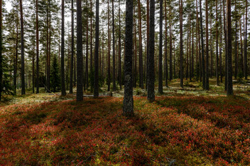 Fototapeta premium Magical fairytale pine forest in autumn.. Forest therapy and stress relief.