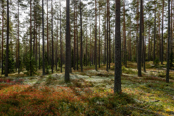 Fototapeta premium Magical fairytale pine forest in autumn.. Forest therapy and stress relief.