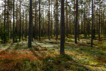 Fototapeta premium Magical fairytale pine forest in autumn.. Forest therapy and stress relief.
