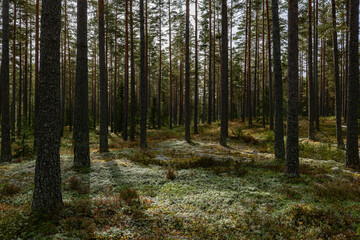 Obraz premium Magical fairytale pine forest in autumn.. Forest therapy and stress relief.