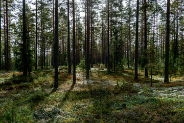Fototapeta premium Magical fairytale pine forest in autumn.. Forest therapy and stress relief.