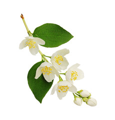 Twig of Jasmine (Philadelphus) buds and leaves isolated on white or transparent background