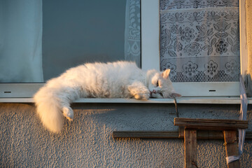 cat on windowsill