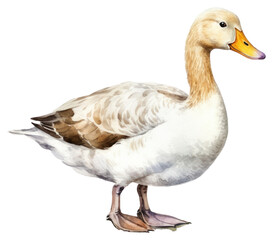 Obraz premium PNG Duck animal goose bird.